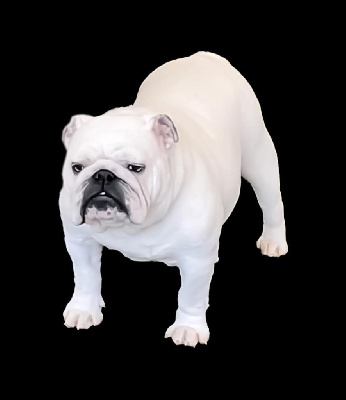 Étalon Bulldog Anglais - CH. Infanta zet 777