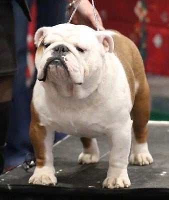Étalon Bulldog Anglais - CH. D'Or Wood The american way