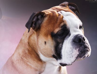 CH. Hank vom greifenseeblick