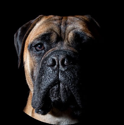 Étalon Bullmastiff - CH. Good Lucky Charm Urielle