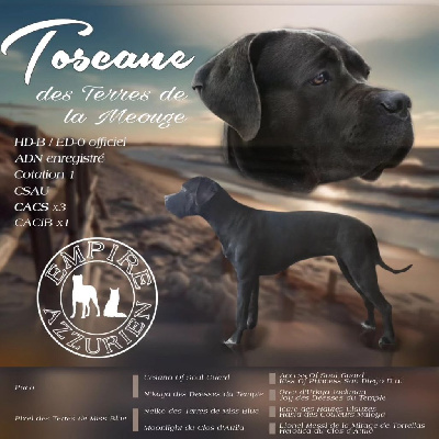 Étalon Cane Corso - Toscane Des Terres De La Meouge