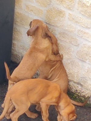 Étalon Chien de Saint-Hubert - Du Châtelard De Florimont Voyou