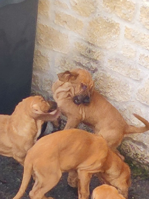 Étalon Chien de Saint-Hubert - Du Châtelard De Florimont Vaillant