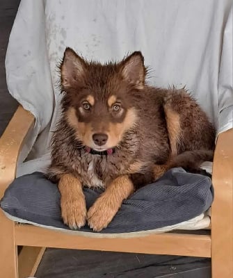 Étalon Chien finnois de Laponie - Velvet Opaali Hiekka