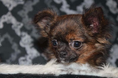 Étalon Chihuahua - Viko (Sans Affixe)