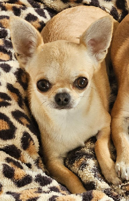 Étalon Chihuahua - Alice Del pasador