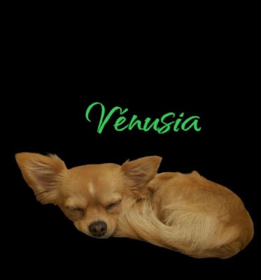 Étalon Chihuahua - Vénusia du Vallon de Beaumont