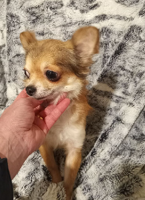 Étalon Chihuahua - Sulfureuse du Diamant d'Or