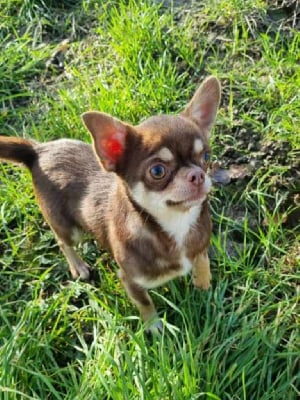 Étalon Chihuahua - Upside down magic des ptits dragons de cupidon