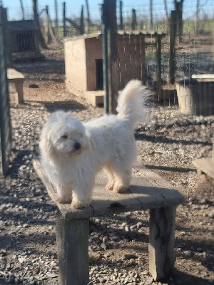 Étalon Coton de Tulear - Vitamine des bois de la bro