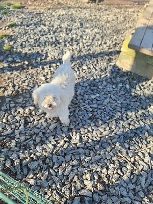 Étalon Coton de Tulear - Vivaldi des bois de la bro