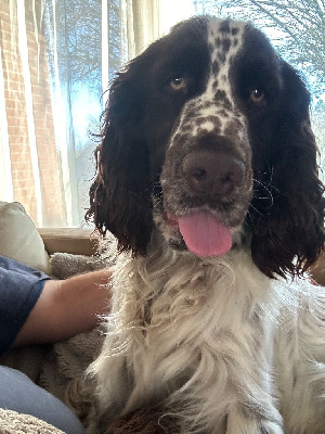 Étalon English Springer Spaniel - Wasabi du Port Vieux of Euskadi