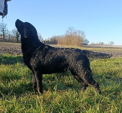 Étalon Labrador Retriever - Verone du pré de l'égvonne