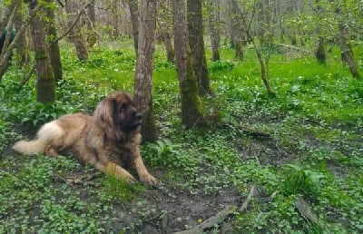 Rachel De L'Ambre Des Pierrières