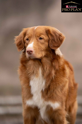 Étalon Retriever de la Nouvelle-Ecosse - Duckinson Tonight we dance