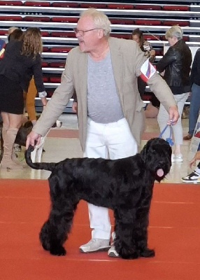 Étalon Schnauzer Geant - Ulsane de la fontaine saint obode