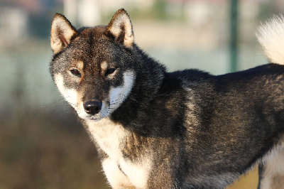 Étalon Shikoku - Iyosakura go kikuma yoshiiso