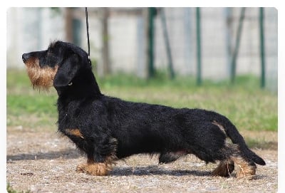 CH. Diaspro beffardo menestrello di casa mainardi