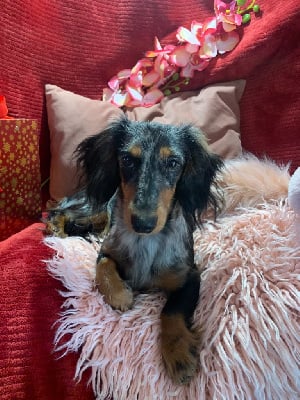 Vic du Domaine de Milk