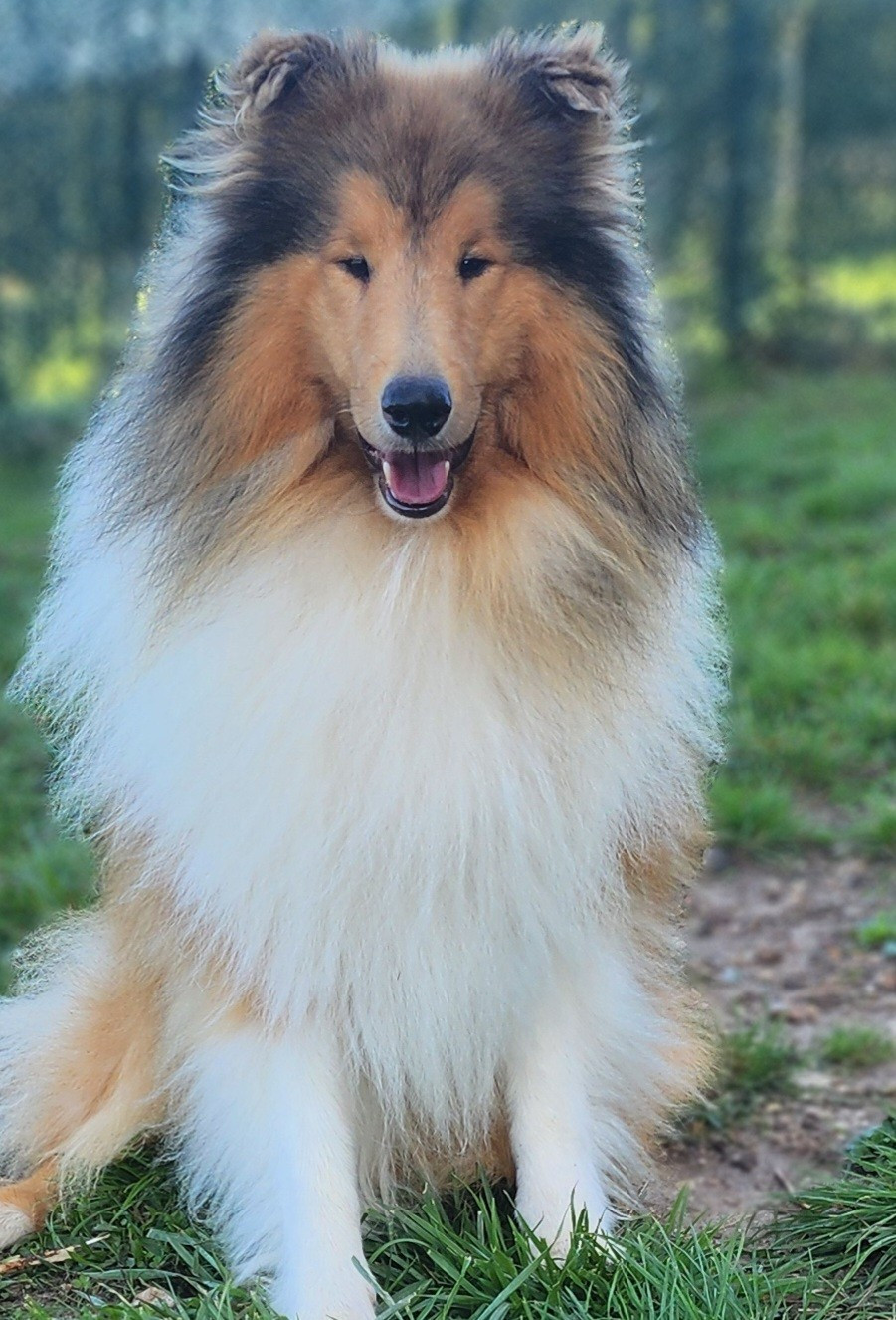 Publication : Son Altesse Royale 