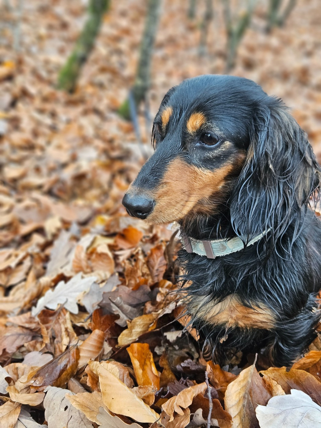 Publication : Du Domaine Des Jouvenceaux 