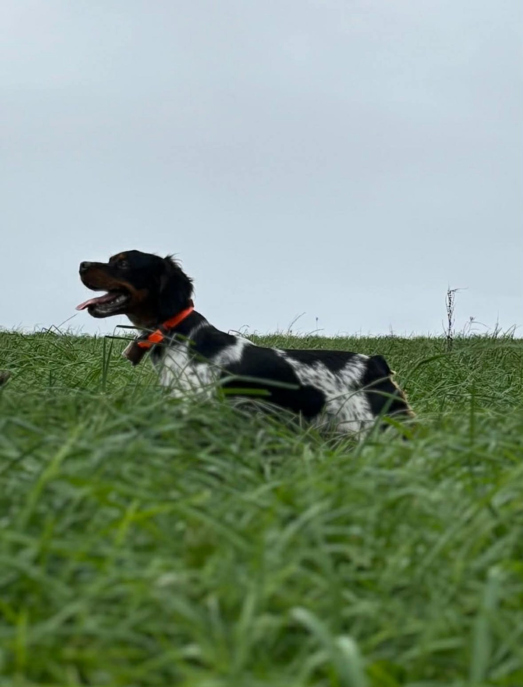 Publication : Du Bois Des Vergnes Auteur : Chloe Rejaud