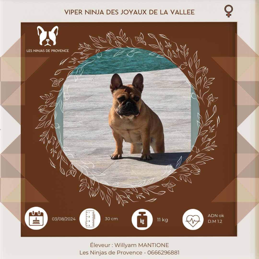 Publication : les Ninjas de Provence Auteur : Willyam Mantione