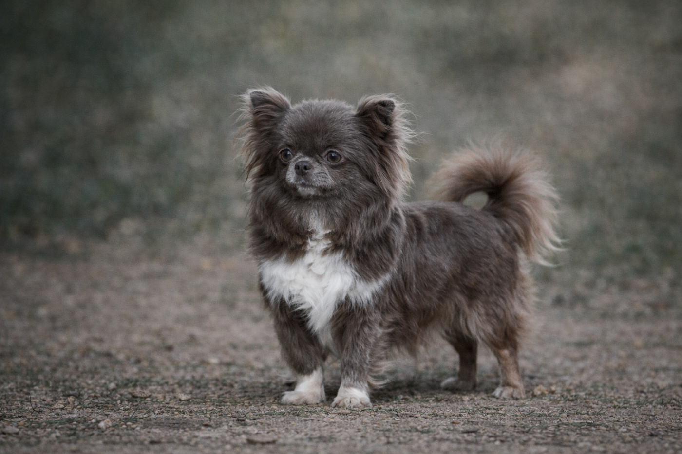 Publication : des Emeraudes de Nahusha