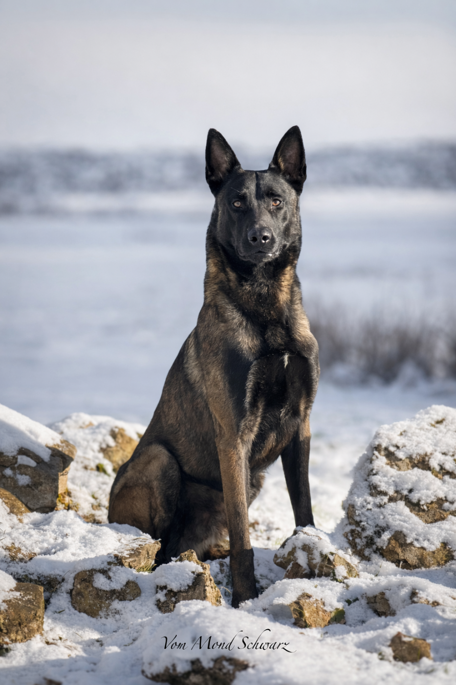 Publication : Vom Mond Schwarz 