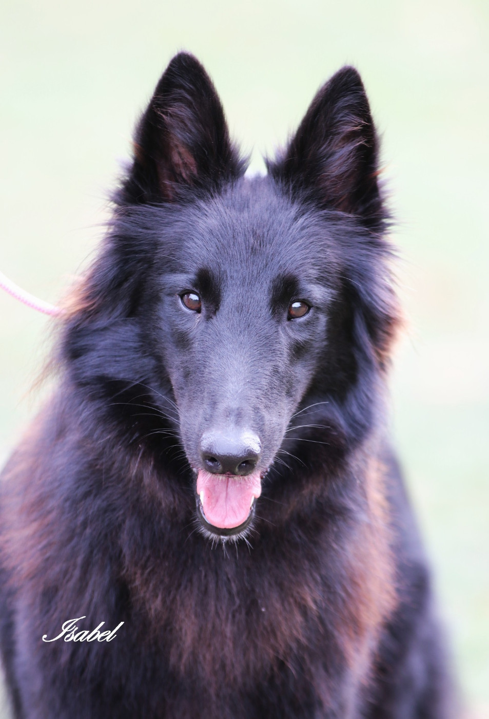 Publication : Du Joyeux Carrousel