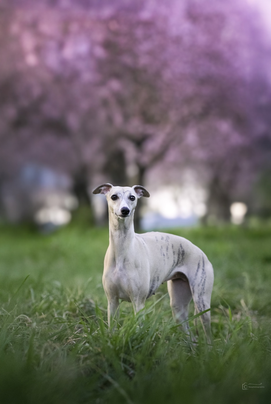 Publication : du Royaume Des Valkyries 