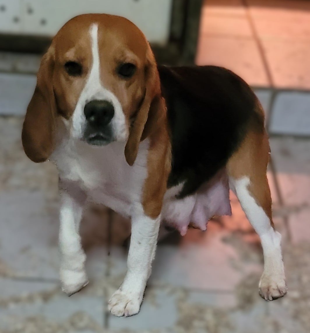 Publication : Des marais de courmont 