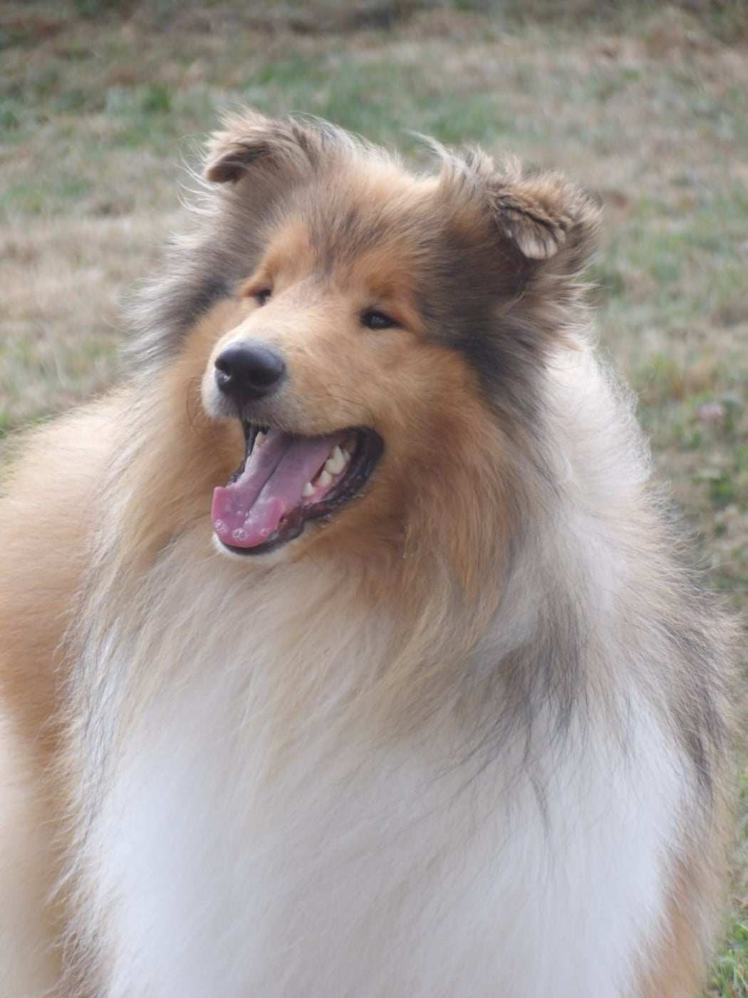 Publication : Son Altesse Royale 