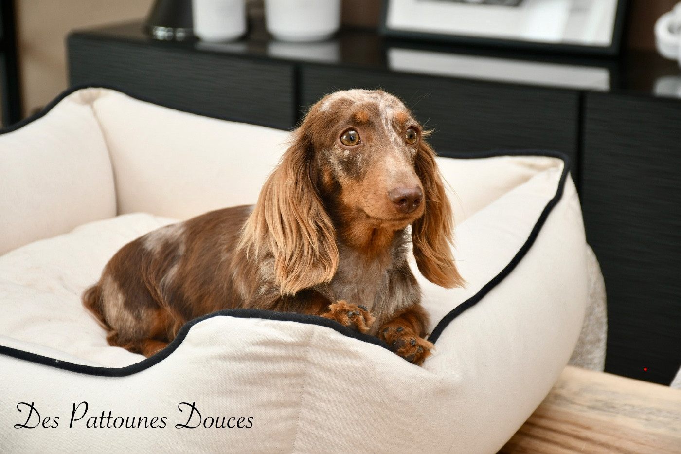 Publication : Des Pattounes Douces