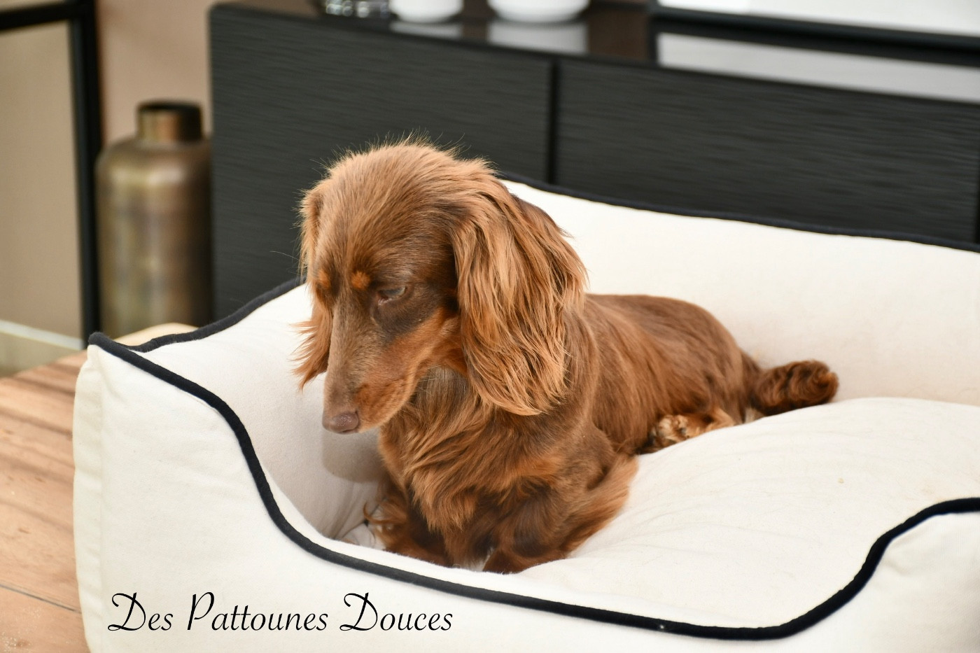 Publication : Des Pattounes Douces