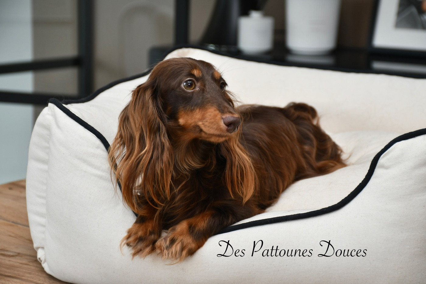 Publication : Des Pattounes Douces