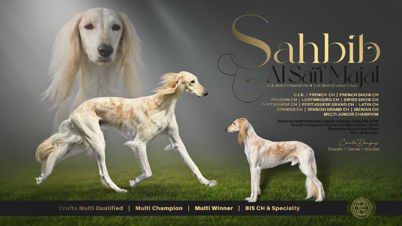 Publication : Al Saïf Majal  Auteur : Calliope Bird