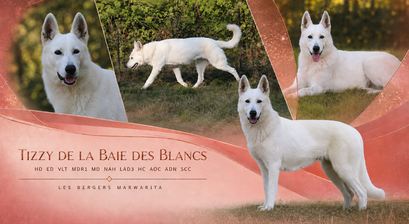 Tizzy de la baie des blancs