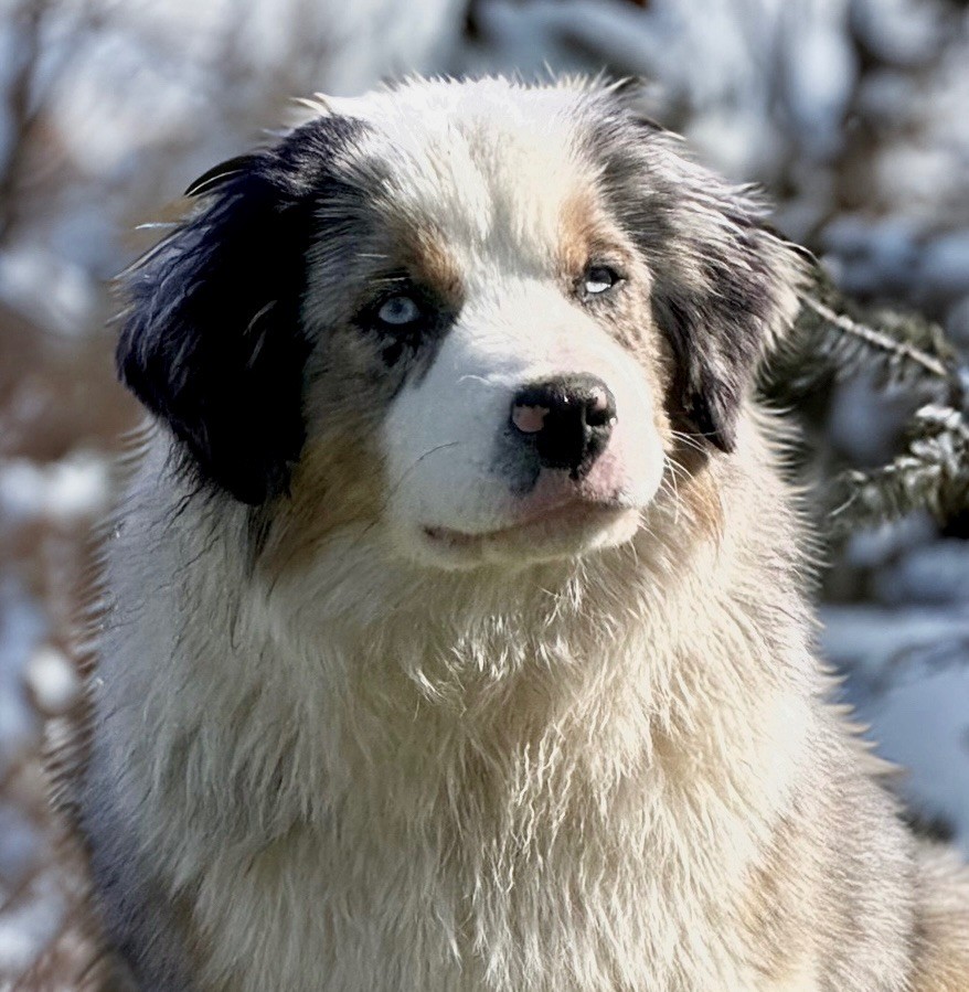 Publication : Des Plaines De Barbizon