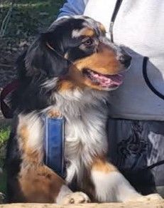 Publication : typhanie hespel