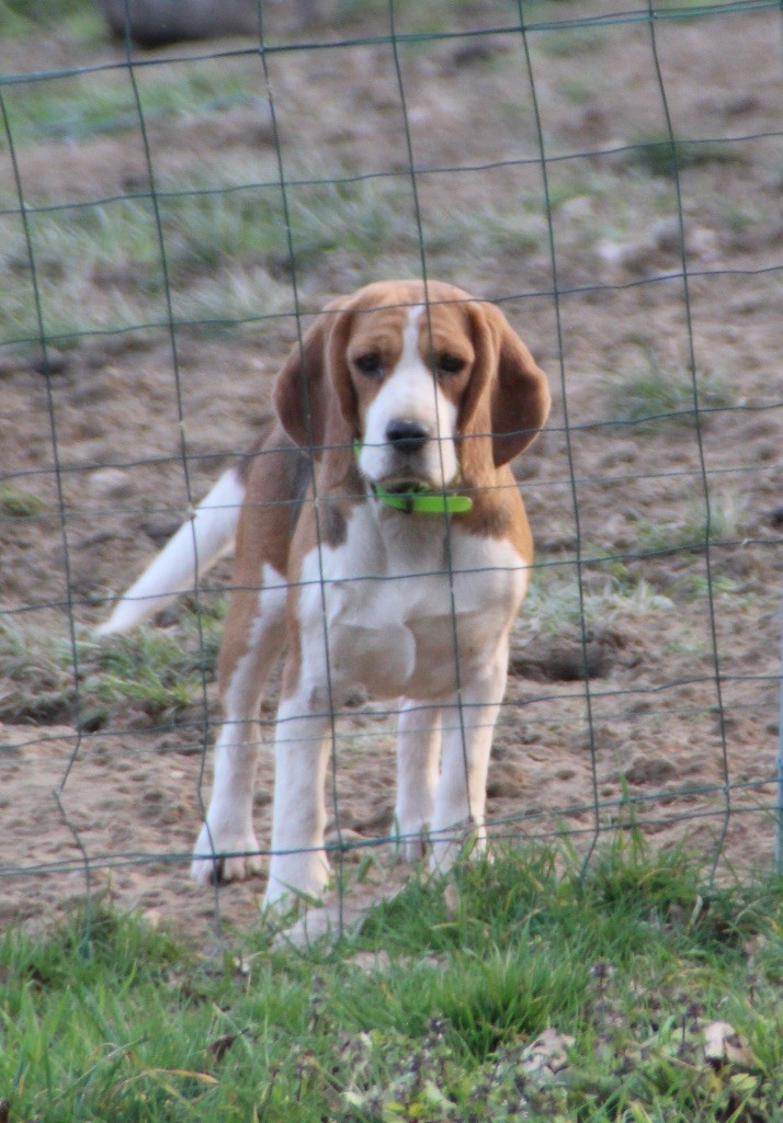 Publication : de l'Écho du Banc d’Arguin