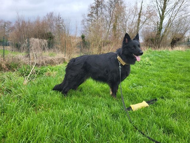 Publication : De L'Ancienne Génération Auteur : Lea Rome