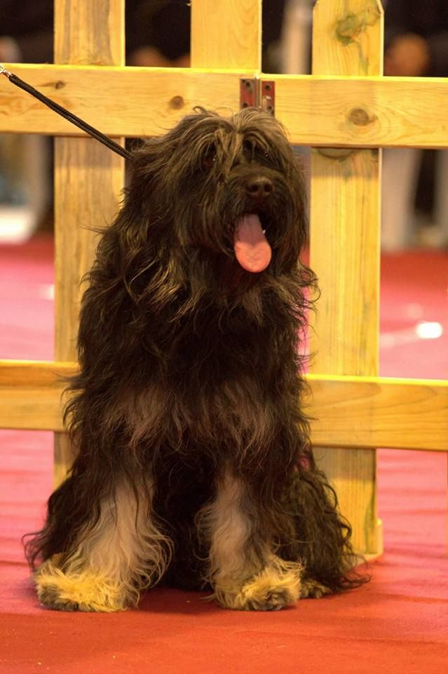 CH. Baronetto amendoim da cruz alta