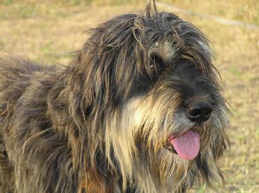 Agreste da terra do montoito