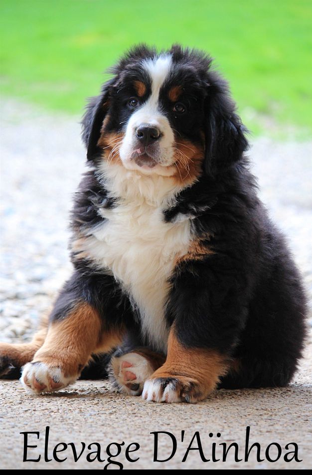 Publication : D'Ainhoa Auteur : Bonnenfant Yann