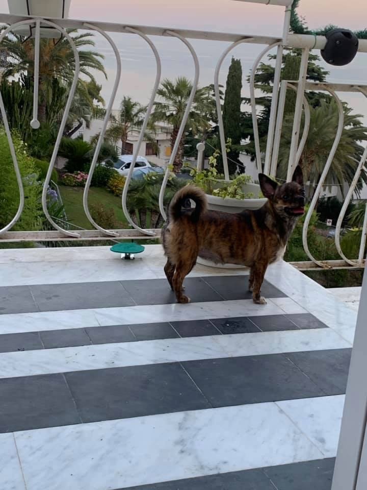 Publication : Dei Bordigotti