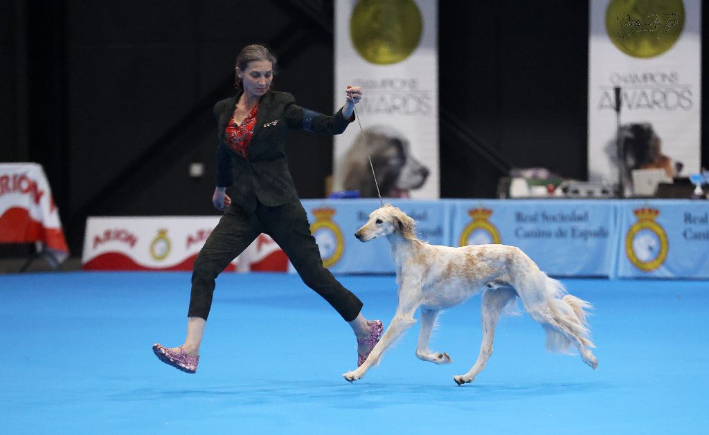 CH. Sahbib Al Saïf Majal