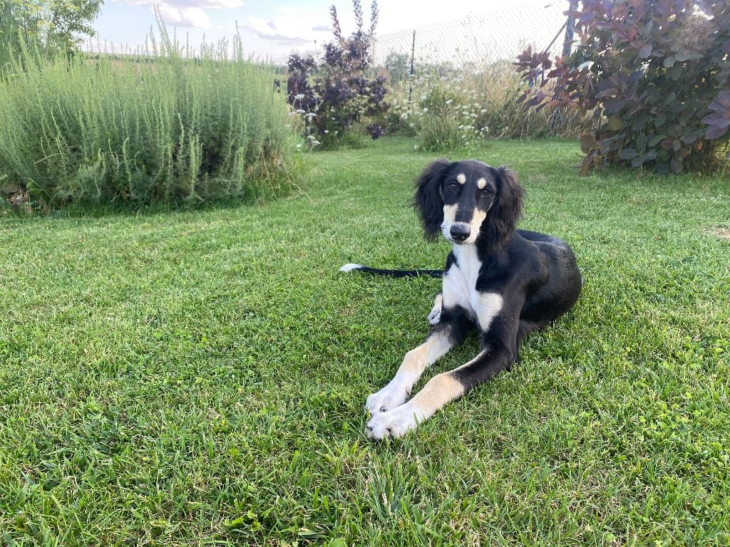 Publication : Des Filles Du Feu 