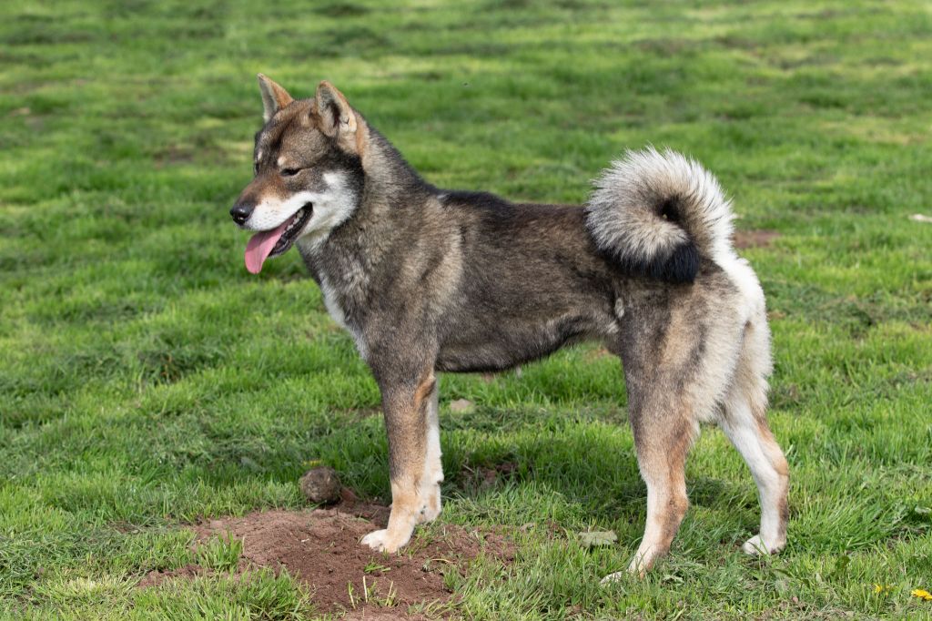 Publication : Kibo No Okami 