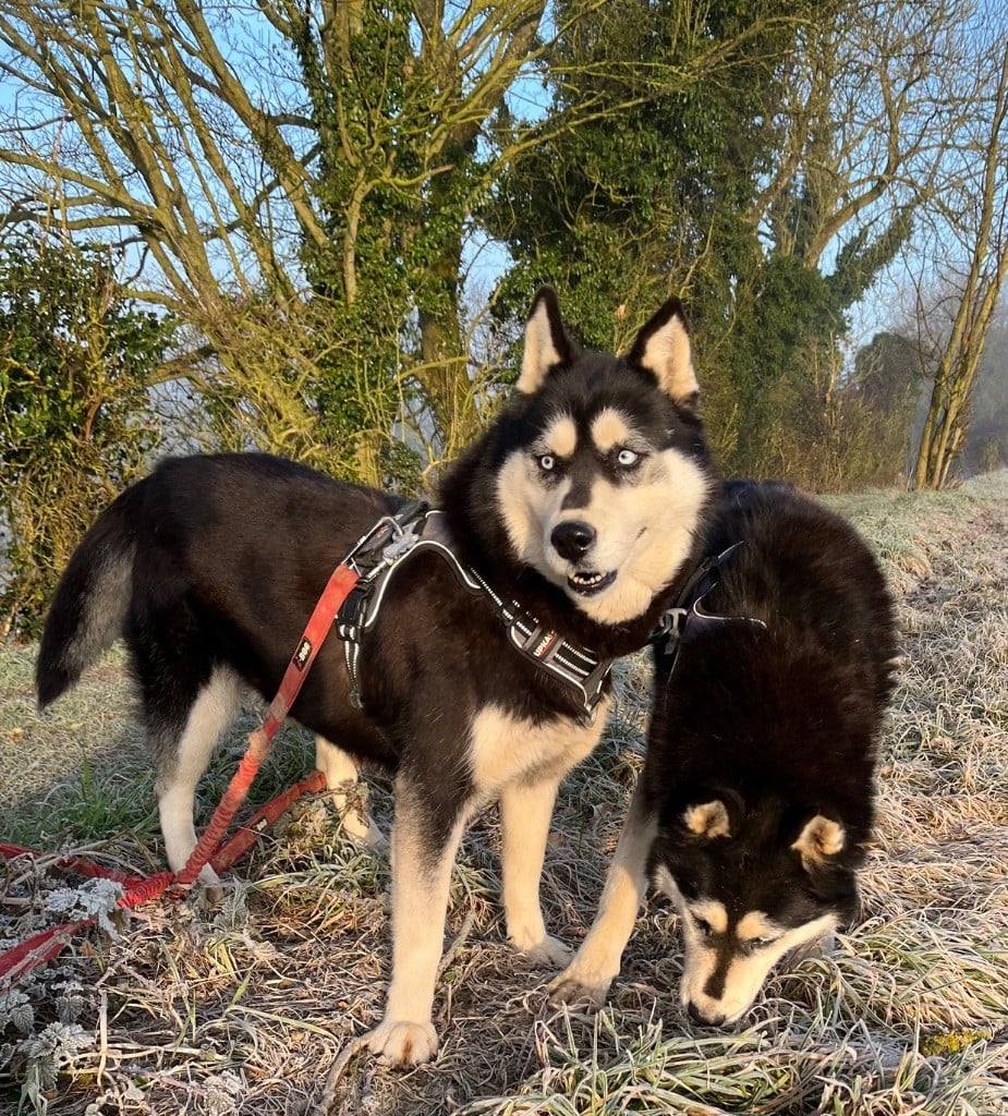Publication : De La Fleur De Lys De La Ternoise
